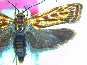  (Hierodoris tygris - NZAC04067157)  @11 [ ] No Rights Reserved (2025) Unspecified Landcare Research, New Zealand Arthropod Collection