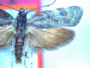  (Hierodoris pachystegiae - NZAC04067182)  @11 [ ] No Rights Reserved (2025) Unspecified Landcare Research, New Zealand Arthropod Collection