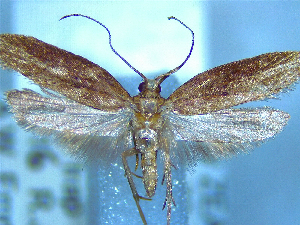  ( - NZAC04164305)  @11 [ ] No Rights Reserved (2025) Unspecified Landcare Research, New Zealand Arthropod Collection