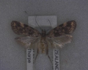  ( - NZAC04169591)  @11 [ ] No Rights Reserved (2025) Unspecified Landcare Research, New Zealand Arthropod Collection