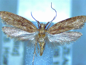  ( - NZAC04195641)  @11 [ ] No Rights Reserved (2025) Unspecified Landcare Research, New Zealand Arthropod Collection