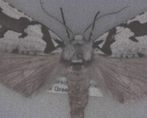  ( - NZAC04196373)  @11 [ ] No Rights Reserved (2025) Unspecified Landcare Research, New Zealand Arthropod Collection