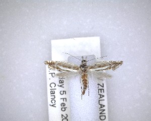  ( - NZAC04201435)  @11 [ ] No Rights Reserved (2020) Unspecified Landcare Research, New Zealand Arthropod Collection