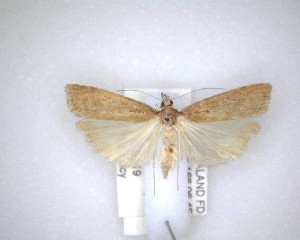  ( - NZAC04201456)  @11 [ ] No Rights Reserved (2020) Unspecified Landcare Research, New Zealand Arthropod Collection