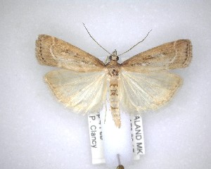  ( - NZAC04201459)  @11 [ ] No Rights Reserved (2020) Unspecified Landcare Research, New Zealand Arthropod Collection