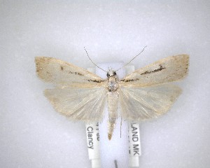  (Scoparia rotuella - NZAC04201468)  @11 [ ] No Rights Reserved (2020) Unspecified Landcare Research, New Zealand Arthropod Collection