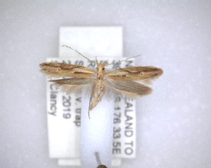  ( - NZAC04201469)  @11 [ ] No Rights Reserved (2020) Unspecified Landcare Research, New Zealand Arthropod Collection
