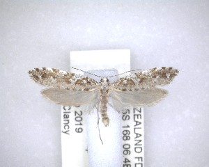 (Orthenches dictyarcha - NZAC04201487)  @11 [ ] No Rights Reserved (2020) Unspecified Landcare Research, New Zealand Arthropod Collection