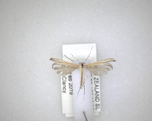  ( - NZAC04201527)  @11 [ ] No Rights Reserved (2020) Unspecified Landcare Research, New Zealand Arthropod Collection