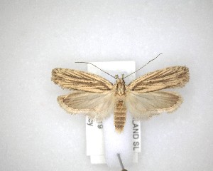  ( - NZAC04201528)  @11 [ ] No Rights Reserved (2020) Unspecified Landcare Research, New Zealand Arthropod Collection
