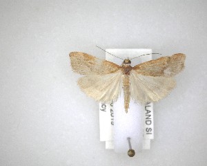  ( - NZAC04201531)  @11 [ ] No Rights Reserved (2020) Unspecified Landcare Research, New Zealand Arthropod Collection