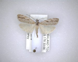  (Eudonia cymatias - NZAC04201579)  @11 [ ] No Rights Reserved (2020) Unspecified Landcare Research, New Zealand Arthropod Collection