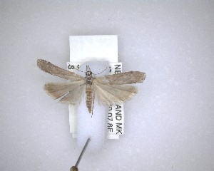  ( - NZAC04201581)  @11 [ ] No Rights Reserved (2020) Unspecified Landcare Research, New Zealand Arthropod Collection
