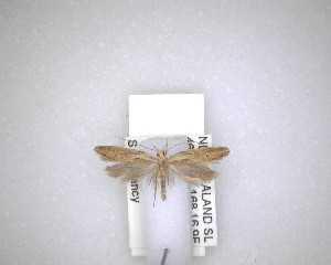  ( - NZAC04201592)  @11 [ ] No Rights Reserved (2020) Unspecified Landcare Research, New Zealand Arthropod Collection