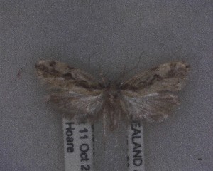  (Atomotricha - NZAC04204094)  @11 [ ] No Rights Reserved (2025) Unspecified Landcare Research, New Zealand Arthropod Collection
