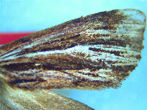  (Ichneutica emmersonorum - NZAC04226034)  @11 [ ] No Rights Reserved (2025) Unspecified Landcare Research, New Zealand Arthropod Collection