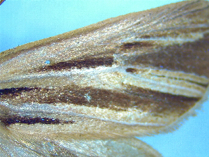  (Ichneutica lyfordi - NZAC04226036)  @11 [ ] No Rights Reserved (2025) Unspecified Landcare Research, New Zealand Arthropod Collection