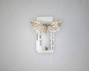  ( - NZAC04231433)  @11 [ ] No Rights Reserved (2020) Unspecified Landcare Research, New Zealand Arthropod Collection