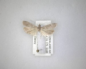  ( - NZAC04231434)  @11 [ ] No Rights Reserved (2020) Unspecified Landcare Research, New Zealand Arthropod Collection