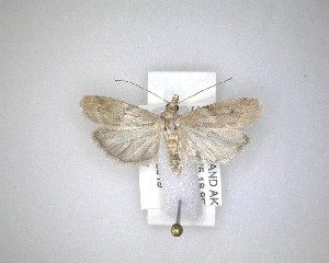  ( - NZAC04231440)  @11 [ ] No Rights Reserved (2020) Unspecified Landcare Research, New Zealand Arthropod Collection