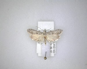  ( - NZAC04231449)  @11 [ ] No Rights Reserved (2020) Unspecified Landcare Research, New Zealand Arthropod Collection