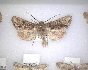  ( - NZAC04231461)  @11 [ ] No Rights Reserved (2020) Unspecified Landcare Research, New Zealand Arthropod Collection