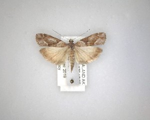  ( - NZAC04231477)  @11 [ ] No Rights Reserved (2020) Unspecified Landcare Research, New Zealand Arthropod Collection