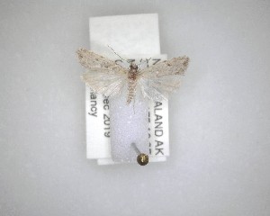  ( - NZAC04231479)  @11 [ ] No Rights Reserved (2020) Unspecified Landcare Research, New Zealand Arthropod Collection