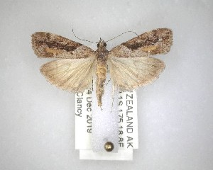  ( - NZAC04231484)  @11 [ ] No Rights Reserved (2020) Unspecified Landcare Research, New Zealand Arthropod Collection