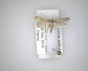  ( - NZAC04231485)  @12 [ ] No Rights Reserved (2020) Unspecified Landcare Research, New Zealand Arthropod Collection