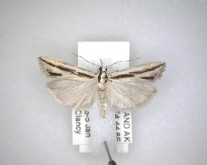  ( - NZAC04231486)  @11 [ ] No Rights Reserved (2020) Unspecified Landcare Research, New Zealand Arthropod Collection