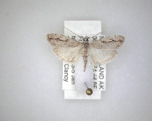  (Eudonia cymatias - NZAC04231489)  @11 [ ] No Rights Reserved (2020) Unspecified Landcare Research, New Zealand Arthropod Collection