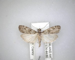  ( - NZAC04231492)  @11 [ ] No Rights Reserved (2020) Unspecified Landcare Research, New Zealand Arthropod Collection