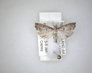  ( - NZAC04231493)  @11 [ ] No Rights Reserved (2020) Unspecified Landcare Research, New Zealand Arthropod Collection