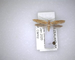  ( - NZAC04231495)  @11 [ ] No Rights Reserved (2020) Unspecified Landcare Research, New Zealand Arthropod Collection