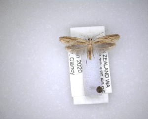 ( - NZAC04231498)  @11 [ ] No Rights Reserved (2020) Unspecified Landcare Research, New Zealand Arthropod Collection