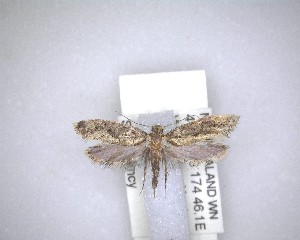  (Tinea conferta - NZAC04231501)  @11 [ ] No Rights Reserved (2020) Unspecified Landcare Research, New Zealand Arthropod Collection