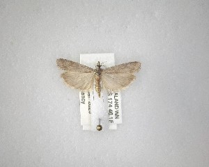  ( - NZAC04231505)  @11 [ ] No Rights Reserved (2020) Unspecified Landcare Research, New Zealand Arthropod Collection