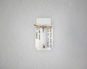  ( - NZAC04231510)  @11 [ ] No Rights Reserved (2020) Unspecified Landcare Research, New Zealand Arthropod Collection
