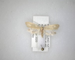  (Tinegna chloradelpha - NZAC04231520)  @11 [ ] No Rights Reserved (2020) Unspecified Landcare Research, New Zealand Arthropod Collection