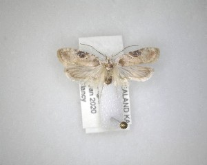  ( - NZAC04231526)  @11 [ ] No Rights Reserved (2020) Unspecified Landcare Research, New Zealand Arthropod Collection
