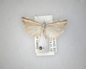  ( - NZAC04231538)  @11 [ ] No Rights Reserved (2020) Unspecified Landcare Research, New Zealand Arthropod Collection