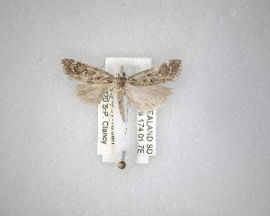  ( - NZAC04231539)  @11 [ ] No Rights Reserved (2020) Unspecified Landcare Research, New Zealand Arthropod Collection