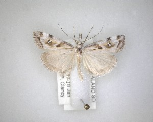  ( - NZAC04231540)  @11 [ ] No Rights Reserved (2020) Unspecified Landcare Research, New Zealand Arthropod Collection