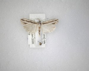  (Eudonia trivirgata - NZAC04231546)  @11 [ ] No Rights Reserved (2020) Unspecified Landcare Research, New Zealand Arthropod Collection