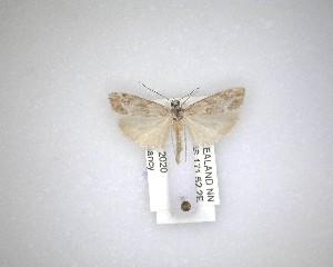  ( - NZAC04231594)  @11 [ ] No Rights Reserved (2020) Unspecified Landcare Research, New Zealand Arthropod Collection