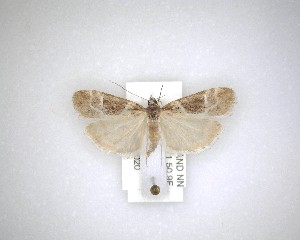  (Eudonia melanaegis - NZAC04231639)  @11 [ ] No Rights Reserved (2020) Unspecified Landcare Research, New Zealand Arthropod Collection