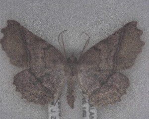  (Ischalis - NZAC04238190)  @11 [ ] No Rights Reserved (2025) Unspecified Landcare Research, New Zealand Arthropod Collection