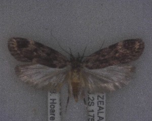  (Barea codrella - NZAC04238656)  @11 [ ] No Rights Reserved (2025) Unspecified Landcare Research, New Zealand Arthropod Collection