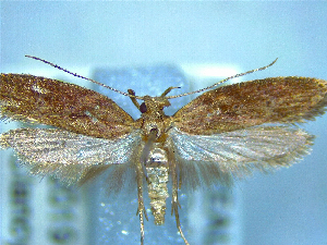  (Eutorna phaulacosma - NZAC04258051)  @11 [ ] No Rights Reserved (2025) Unspecified Landcare Research, New Zealand Arthropod Collection
